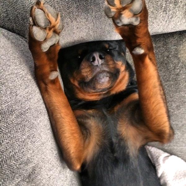 /Images/uploads/MidAmerica Rottweiler Rescue/adoptarottphotocontest/entries/10049thumb.jpg